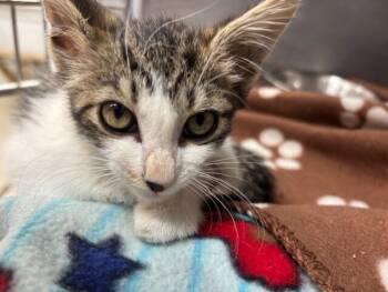 Rescue Tabby and Domestic Short Hair Cats for Adoption in Stockton, California - Sunshine | PetCurious