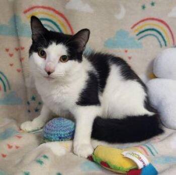 Wobbles -  Domestic Short Hair Cat for Adoption in Bucyrus, Ohio - Wobbles | PetCurious