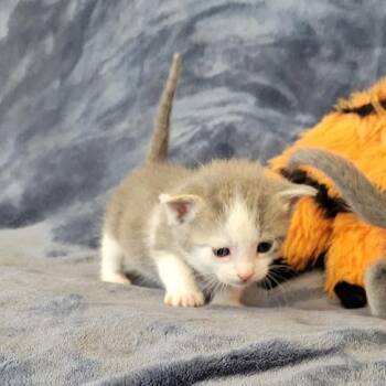 Helen -  Domestic Short Hair Cat for Adoption in Grand Island, Nebraska - Helen | PetCurious