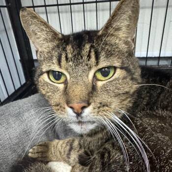 Domestic Short Hair Cats Available for Adoption - Ronaldo | PetCurious