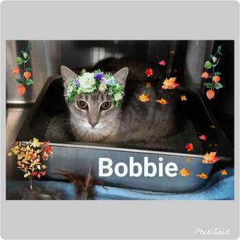 Domestic Short Hair and Manx Cats Available for Adoption in Rossville, Georgia - Bobbie-Stormy | PetCurious