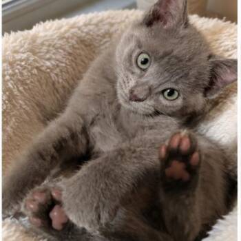Jack -  Russian Blue Cat for Adoption in Gun Barrel City, Texas - Jack | PetCurious