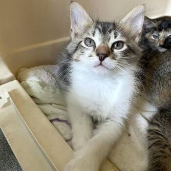 New Hire -  Domestic Short Hair Cat for Adoption in Carencro, Louisiana - New Hire | PetCurious
