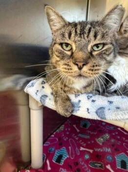 Jazz -  Domestic Short Hair Cat for Adoption in Williamsport, Pennsylvania - Jazz | PetCurious