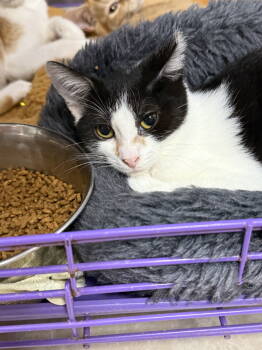 Rescue Domestic Short Hair Cats for Adoption in INDN HBR BCH, Florida - Dot CC | PetCurious