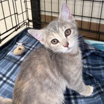Bambi -  Domestic Short Hair Cat for Adoption in Jacksboro, Tennessee - Bambi | PetCurious
