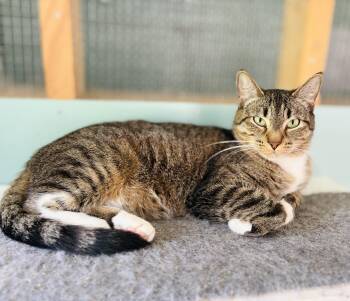 Pumpernickel (low-key girl) -  Domestic Short Hair Cat for Adoption in Lucedale, Mississippi - Pumpernickel (low-key Girl) | PetCurious