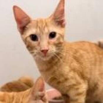 Frankie -  Domestic Short Hair Cat for Adoption in Jupiter, Florida - Frankie | PetCurious