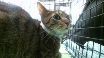 MINA -  Domestic Short Hair Cat for Adoption in Houston, Texas - MINA | PetCurious