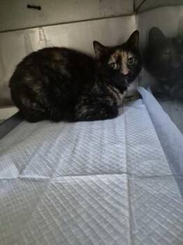 Spinks -  Domestic Short Hair Cat for Adoption in Simcoe, Ontario - Spinks | PetCurious