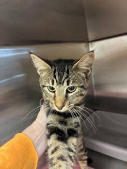 Lola -  Domestic Short Hair Cat for Adoption in Lafayette, Indiana - Lola | PetCurious