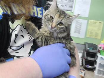 LEAF -  Domestic Short Hair Cat for Adoption in Omaha, Nebraska - LEAF | PetCurious
