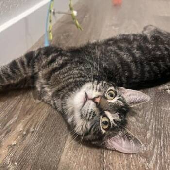 Maserati -  Domestic Short Hair Cat for Adoption in Talent, Oregon - Maserati | PetCurious