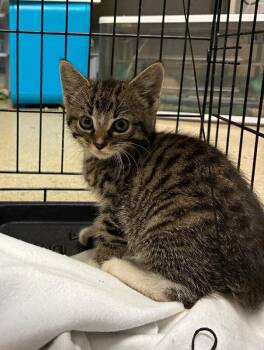 Ivan -  Domestic Short Hair Cat for Adoption in Cincinnati, Ohio - Ivan | PetCurious