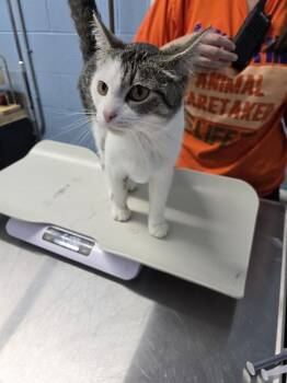 Kanga -  Domestic Short Hair Cat for Adoption in Evansville, Indiana - Kanga | PetCurious