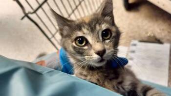 STRAWBERRY -  Domestic Short Hair Cat for Adoption in Colorado Springs, Colorado - STRAWBERRY | PetCurious