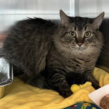 Domestic Long Hair Cats Available for Adoption - Fluffington | PetCurious