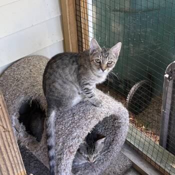 Tabby Cats Available for Adoption in Richmond, Virginia - Cherry Garcia  | PetCurious