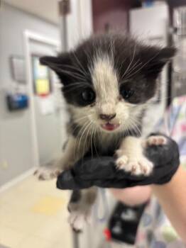 Sparks -  Domestic Short Hair Cat for Adoption in Fall River, Massachusetts - Sparks | PetCurious