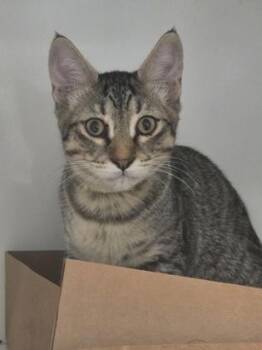 Tony -  Domestic Short Hair Cat for Adoption in Roseville, California - Tony | PetCurious