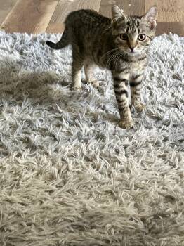 Posh -  Domestic Short Hair Cat for Adoption in Bellmawr, New Jersey - Posh | PetCurious