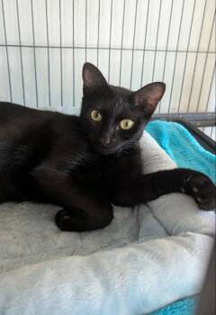 Brenda Lee -  Domestic Short Hair Cat for Adoption in Ocala, Florida - Brenda Lee | PetCurious
