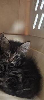 Rescue Domestic Medium Hair Cats for Adoption in Long Beach, California - YERBA | PetCurious