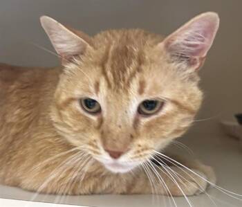 Domestic Short Hair Cats Available for Adoption in Dedham, Massachusetts - BIG BOY | PetCurious