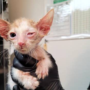 Chancellor -  Domestic Short Hair Cat for Adoption in Belfair, Washington - Chancellor | PetCurious