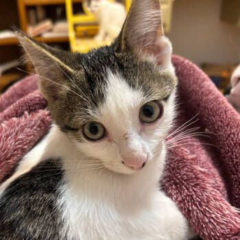 Rescue Domestic Short Hair Cats for Adoption in Santa Fe, New Mexico - Sammie | PetCurious