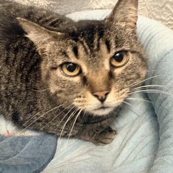 Domestic Short Hair Cats Available for Adoption in Fredericton, New Brunswick - Greta | PetCurious