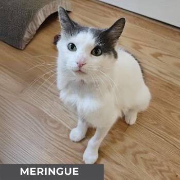 Rescue Domestic Medium Hair Cats for Adoption in Toronto, Ontario - Meringue | PetCurious
