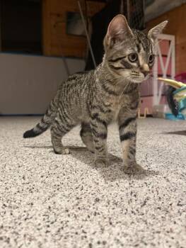 Pickle -  Tabby and Domestic Short Hair Cat for Adoption in Skyline, Minnesota - Pickle | PetCurious