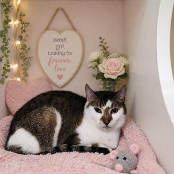 Domestic Short Hair Cats Available for Adoption in Dallas, Texas - Cleopatra 0401 | PetCurious