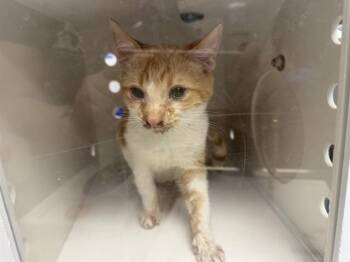 Domestic Short Hair Cats Available for Adoption - MICKEY | PetCurious