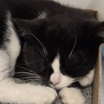Domestic Short Hair Cats Available for Adoption in Voorhees Township, New Jersey - Aryna | PetCurious