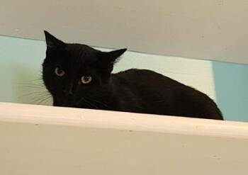 Hank -  Domestic Short Hair Cat for Adoption in Fairfield, Iowa - Hank | PetCurious