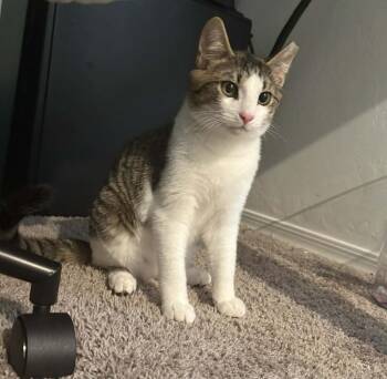 Domestic Short Hair Cats Available for Adoption - Glitch 2 | PetCurious