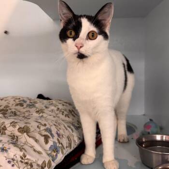 Domestic Short Hair Cats Available for Adoption - Lainey | PetCurious