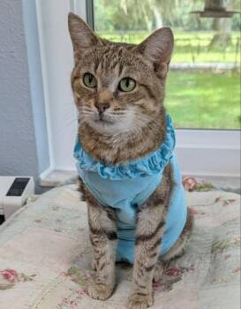 Phoenix -  Tabby and Domestic Short Hair Cat for Adoption in Ocala, Florida - Phoenix | PetCurious