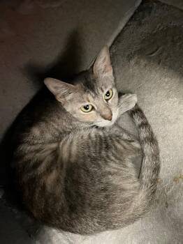 Ellie -  Domestic Short Hair Cat for Adoption in Corpus Christi, Texas - Ellie | PetCurious