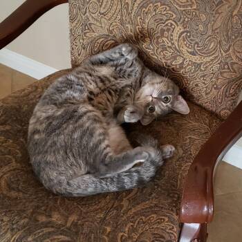 Illy -  Domestic Short Hair and Mixed Breed Cat for Adoption in Bulverde, Texas - Illy | PetCurious
