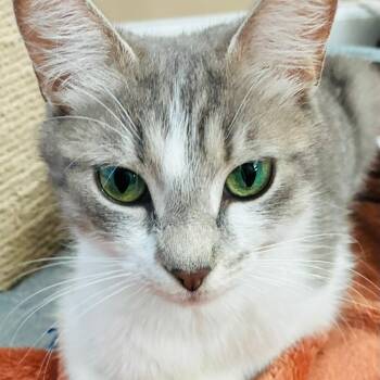 Carol -  Domestic Short Hair Cat for Adoption in Sandy Springs, Georgia - Carol | PetCurious