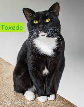 Rescue Tuxedo Cats for Adoption in Candiac, Quebec - Toxedo | PetCurious