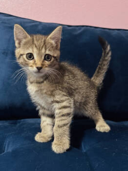 Rescue Domestic Short Hair Cats for Adoption in West Palm Beach, Florida - Shauna | PetCurious