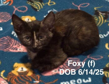 Rescue Tortoiseshell and American Shorthair Cats for Adoption in Vacaville, California - Foxy | PetCurious