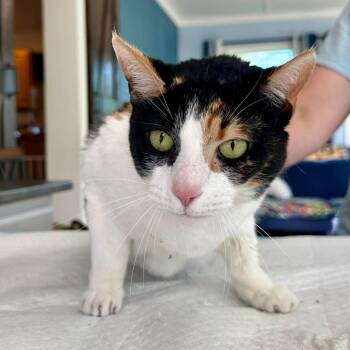 Callie Miller -  Domestic Short Hair Cat for Adoption in Woodstock, Virginia - Callie Miller | PetCurious