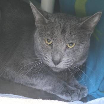 Mufasa -  Domestic Short Hair Cat for Adoption in Fort Wayne, Indiana - Mufasa | PetCurious