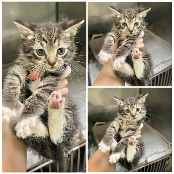 Mochi -  Domestic Short Hair Cat for Adoption in Dublin, Virginia - Mochi | PetCurious