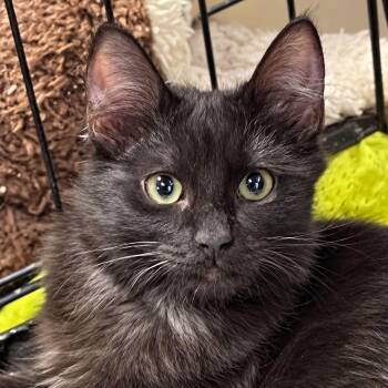 Jezebel -  Domestic Medium Hair Cat for Adoption in Antioch, California - Jezebel | PetCurious